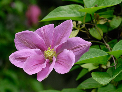 clematis-hanaguruma.jpg