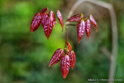 _DSC5545-01.jpeg