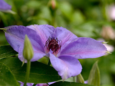 clematis-dubysa.jpg