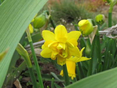 N Tete Rosette.JPG