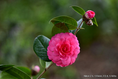_DSC5542-01.jpeg