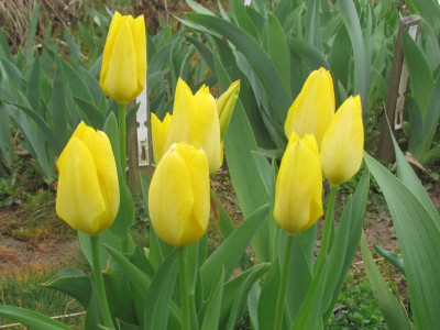 Yellow Purissima.JPG