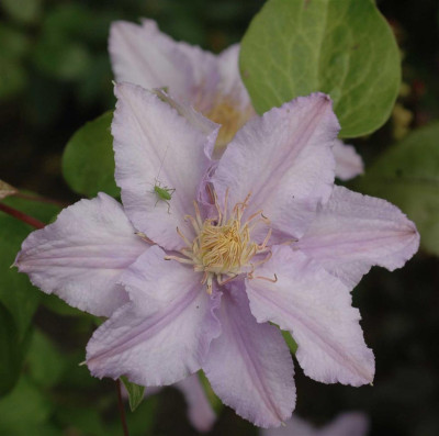 A6546a_Large.JPG