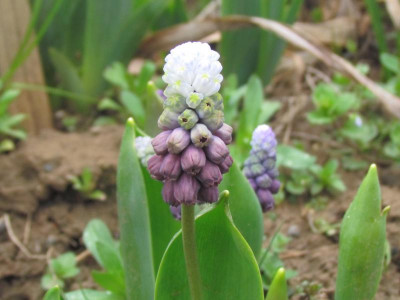 Muscari Grape Ice.JPG