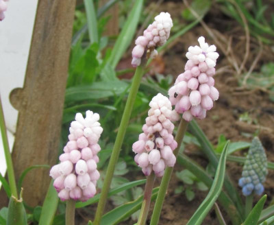 Muscari Pink Sunset (2).JPG