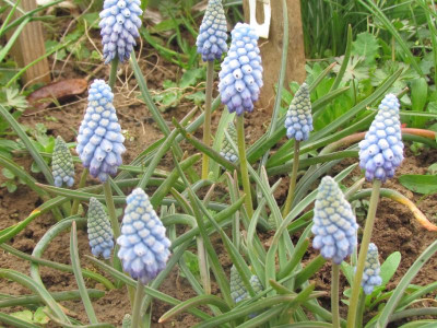 Muscari valerie Finnis.JPG