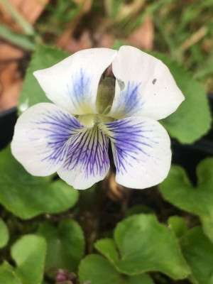 2023-03-31 Viola verecunda.jpg