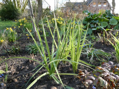 Camassia panaschiert 1.JPG