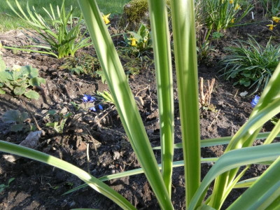 Camassia panaschiert 2.JPG