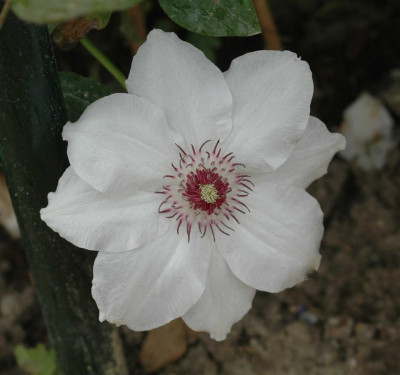 A6559a_Large.JPG