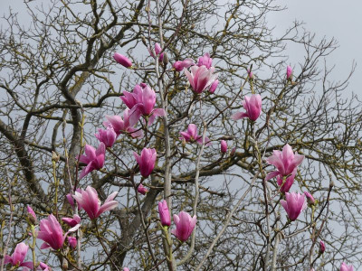 2023-04-02 Magnolia 'Westonbirt' 3.jpg