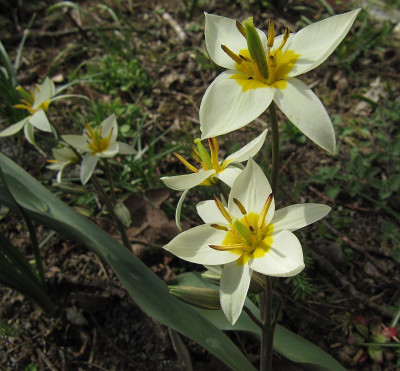 IMG_9190_Tulipa_bifloriformis_2023_.JPG