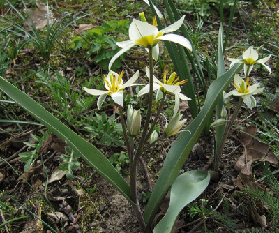 IMG_9193_Tulipa_bifloriformis_2023_.JPG