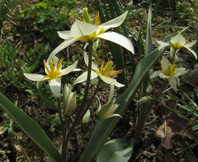 IMG_9195_Tulipa_bifloriformis_2023_.JPG