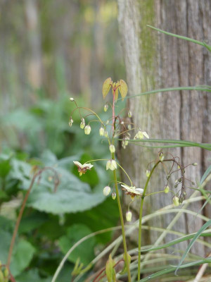 2023-04-02 Epimedium 'Pidiwidi'.jpg