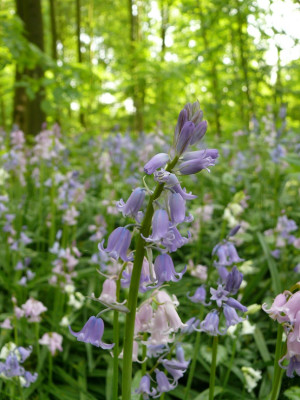 P1020424_r1.JPG