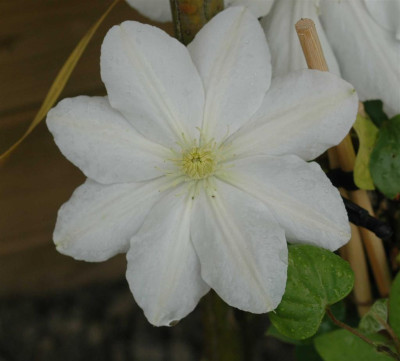 A6563a_Large.JPG