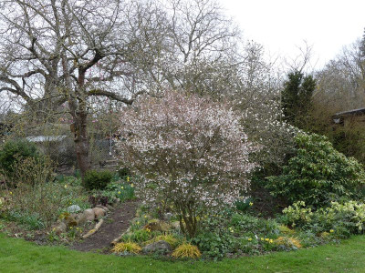 2023-04-03 Prunus incisa 'Kojou-no-mai' 1.jpg