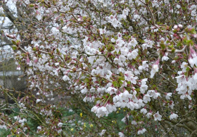 2023-04-03 Prunus incisa 'Kojou-no-mai' 2.jpg