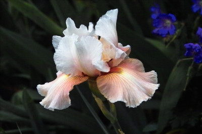 Creme_Glacee_6_klein.jpg
