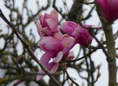 2023-04-03 Magnolia 'Westonbirt' 1.jpg