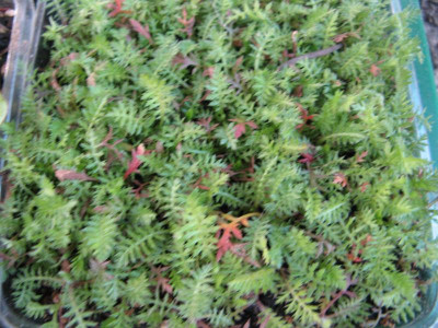 IMG_8367.JPG