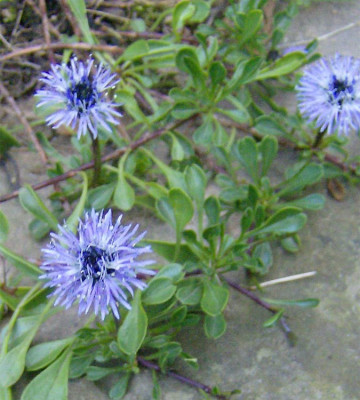 globularia-cordifolia230508.jpg