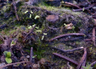 Primula integrifolia Aussaat ax.jpg