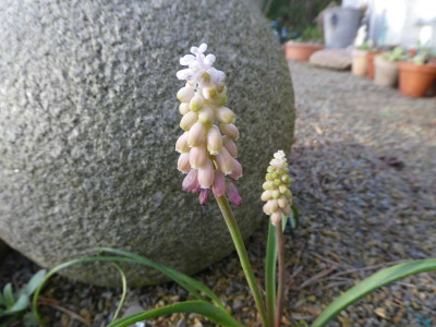 Muscari 'Pink Sunrise' 230402k.jpg