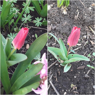 Erste Tulpe.jpg