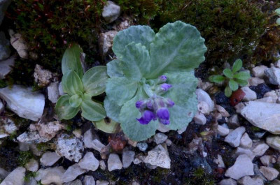 Primula frondosa 23b.jpg