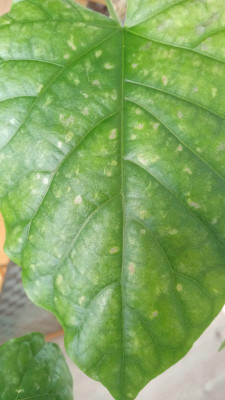 Ficus.jpg