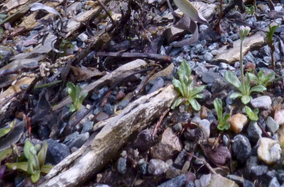 Primula mistassinica 23a.jpg