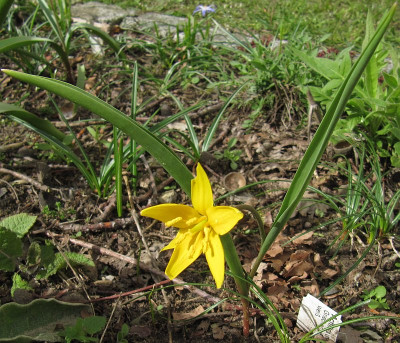 IMG_9251_Tulipa_dasystemon_4April2023_.JPG