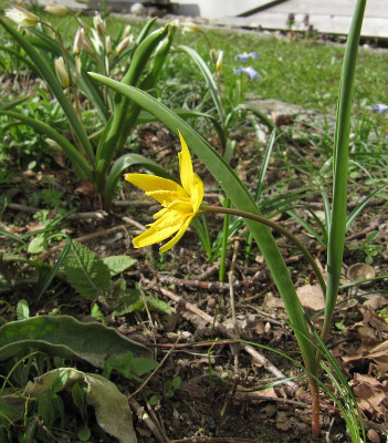IMG_9265_Tulipa_dasystemon_4April2023_.JPG