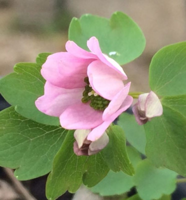 2023-04-04 Anemonella thalictroides.jpg