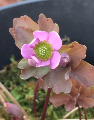 2023-04-04 Anemonella thalictroides 2.jpg