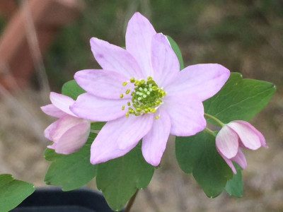 2023-04-04 Anemonella thalictroides 1.jpg