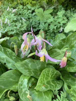 Erythronium revolutum April 2023.JPG
