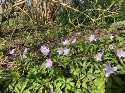 Anemone nemorosa Robinsoniana April 2023.JPG