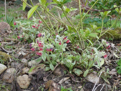 2023-04-05 Pulmonaria 'Rachel Vernie'.jpg