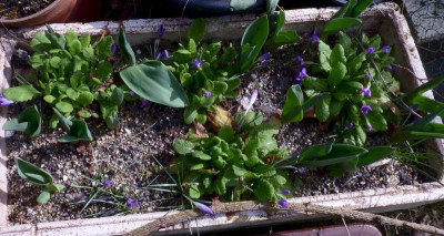 Primula vulg. sibthorpii ax.jpg