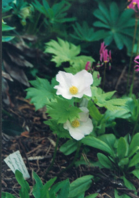 Glaucidium_palmatum2.jpg