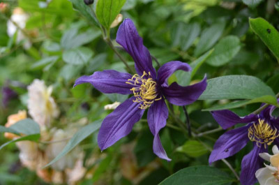 Clematis-MississippiRiver.16-1.jpg