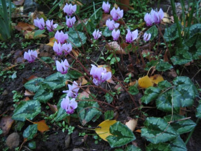 Cyclamen_hederifolium_04_10_26.jpg