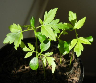 06.04. Toona sinensis.jpg