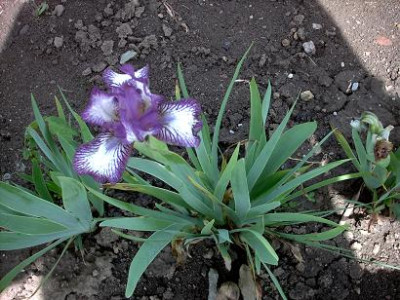 Blueten2008_790.jpg