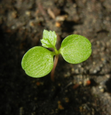 06.04. Euptelea pleiosperma.jpg