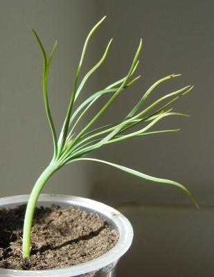 06.04. Pinus sabiniana.jpg