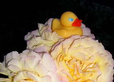 Gloria_mit_Ente.jpg